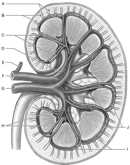 Figure 26.5 Identify the labeled structure(s) in each of the following questions. -Identify the structure(s) indicated by Label D.