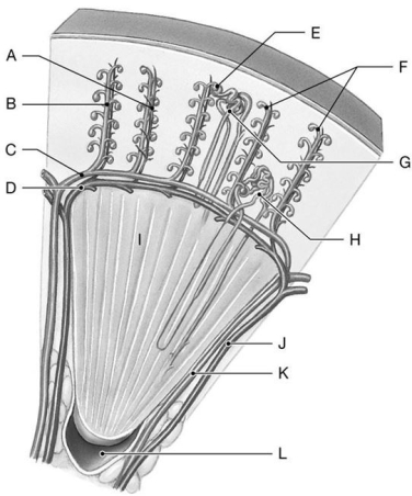 Figure 26.6 Identify the labeled structure(s) in each of the following questions. -Identify the structure(s) indicated by Label I.