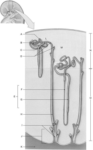 Figure 26.7 Identify the labeled structure(s) in each of the following questions. -Identify the structure(s) indicated by Label G.