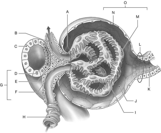 Figure 26.8 Identify the labeled structure(s) in each of the following questions. -Identify the structure(s) indicated by Label F.