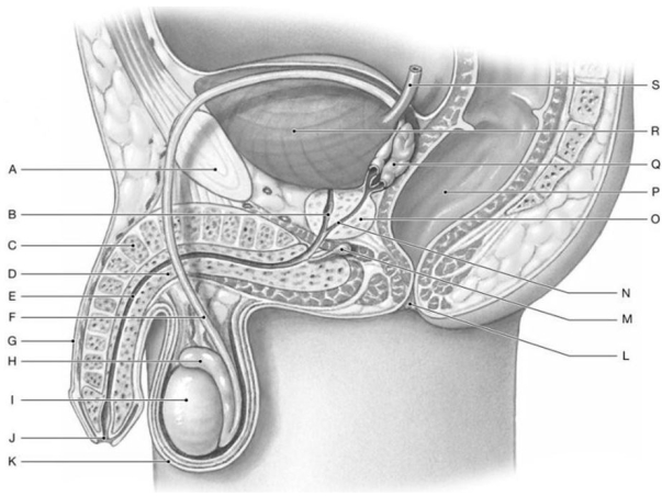 Figure 27.1 Identify the labeled structure(s) in each of the following questions. -Identify the structure indicated by Label H.