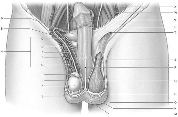 Figure 27.2 Identify the specified labeled structure(s) in each of the following questions. -Identify the structure indicated by Label M.