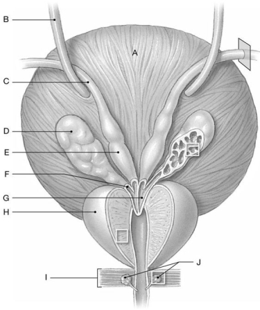 Figure 27.3 Identify the labeled structure(s) in each of the following questions. -Identify the structures indicated by Label J.