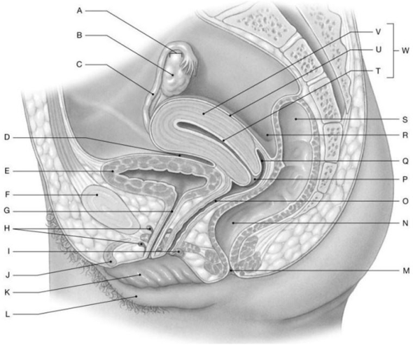 Figure 27.4 Identify the labeled structure(s) in each of the following questions. -Identify the structure indicated by Label O.