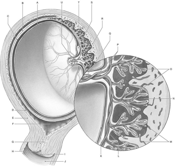Figure 28.2 Identify the labeled structure(s) in each of the following questions. -Identify the structures indicated by Label O.