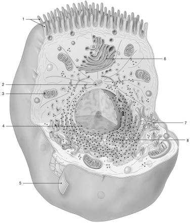 <strong> Figure 3-1 The Anatomy of a Representative Cell Use Figure 3-1 to answer the following questions: Which organelle renews the cell membrane and modifies and packages proteins for secretion?</strong> A)4 B)5 C)6 D)7 E)8