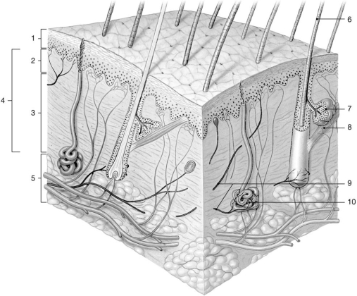 <strong> Figure 5-1 The Components of the Integumentary System Use Figure 5-1 to answer the following questions: From what structure does sensible perspiration occur?</strong> A)6 B)7 C)8 D)9 E)10