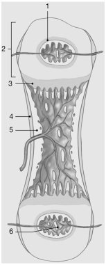 <strong> Figure 6-2 Endochondral Ossification Use Figure 6-2 to answer the following question(s): Where does growth in length occur?</strong> A)1 B)2 C)3 D)4 E)5