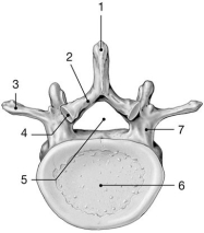 Figure 7-2 Typical Vertebra (inferior view) Use Figure 7-2 to answer the following questions: -Identify the structure labeled 7.