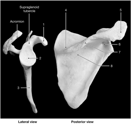 <strong> Figure 8-1 The Scapula Use Figure 8-1 to answer the following questions: Identify the structure labeled 1.</strong> A)spine of scapula B)scapular process C)acromion D)coracoid process E)scapular notch