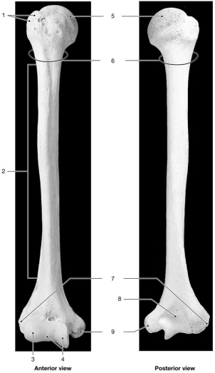<strong> Figure 8-2 The Humerus Use Figure 8-2 to answer the following questions: Identify the structure labeled 9.</strong> A)olecranon process B)medial epicondyle C)lateral epicondyle D)greater tubercle E)trochlea