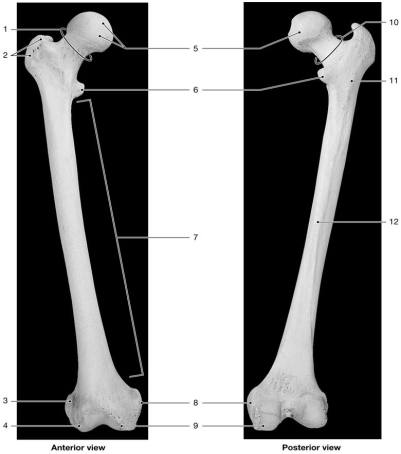 <strong> Figure 8-3 The Femur Use Figure 8-3 to answer the following questions: Which structure articulates with the acetabulum?</strong> A)1 B)2 C)4 D)5 E)9