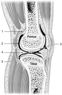 Figure 9-1 A Simplified Sectional View of the Knee Joint Use Figure 9-1 to answer the following questions: -Identify the structure labeled 2.