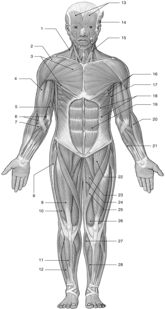 Figure 11-1 Major Anterior Skeletal Muscles Use Figure 11-1 to answer the following questions: -Identify the muscle labeled 1.