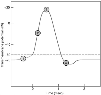 Figure 12-2 The Nerve Action Potential Use Figure 12-2 to answer the following questions: -When is the neuron in the refractory period?