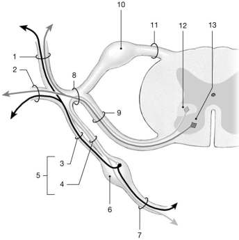 <strong> Figure 13-2 Spinal Nerves Use Figure 13-2 to answer the following questions: Which branch carries motor neurons to structures on the back of the body trunk?</strong> A)1 B)2 C)5 D)7 E)11