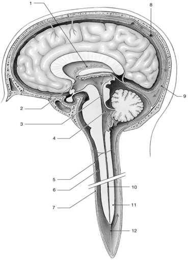 <strong> Figure 14-1 The Circulation of Cerebrospinal Fluid Use Figure 14-1 to answer the following questions: Identify the structure labeled 3.</strong> A)arbor vitae B)corpora quadrigemina C)cerebral aqueduct D)pons E)diencephalon