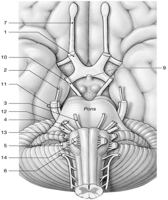Figure 14-2 Cranial Nerves Use Figure 14-2 to answer the following questions: -Identify the nerve labeled 1 1.