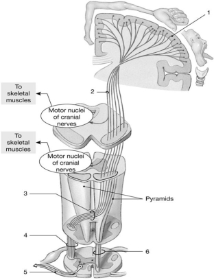 Figure 15-2 The Corticospinal Pathway Use Figure 15-2 to answer the following questions: -Identify the type of information that travels along the structure labeled 4.