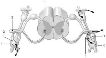 <strong> Figure 16-1 ANS Pathway Use Figure 16-1 to answer the following questions: Identify the structure labeled 1.</strong> A)somatic motor neuron B)preganglionic neuron C)sensory neuron D)ganglionic neuron E)astrocyte