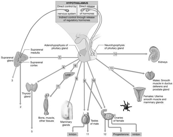 <strong> Figure 18-1 Pituitary Hormones and Their Targets Use Figure 18-1 to answer the following questions: Identify the hormone labeled 1.</strong> A)mineralocorticoid B)cortisol C)dopamine D)ACTH E)aldosterone