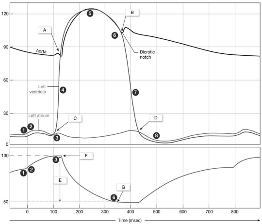 Figure 20-2 Cardiac Cycle Use Figure 20-2 to answer the following questions: -What occurs at the area labeled B on the graph?