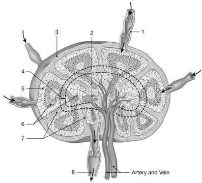 <strong> Figure 22-1 The Structure of a Lymph Node Use Figure 22-1 to answer the following questions: Identify the structure labeled 6.</strong> A)medulla B)cortex C)capsule D)trabeculae E)cortical sinus