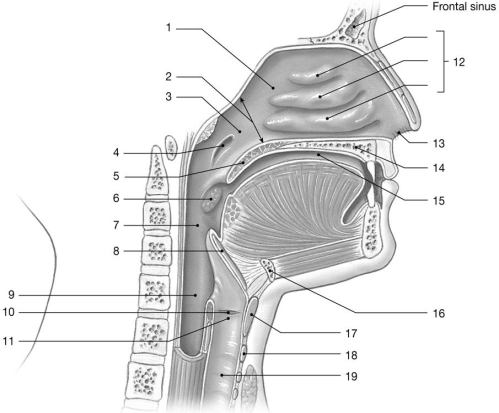 <strong>  Figure 23-1 The Upper Airways Use Figure 23-1 to answer the following questions: What is the function of the structure labeled 8?</strong> A)forces air into the lungs B)causes air to swirl within the respiratory passageway C)prevents food from entering the larynx D)acts like a supplementary air pump E)adjusts tension of vocal folds <div style=padding-top: 35px> 