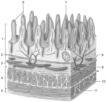 Figure 24-2 The Wall of the Small Intestine Use Figure 24-2 to answer the following questions: -Which structure controls the contraction of the muscularis externa?