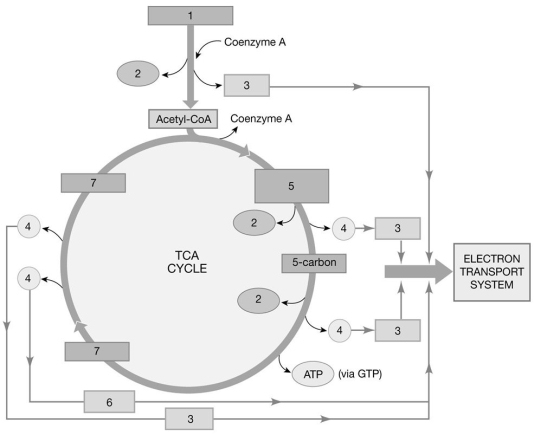 <strong> Figure 25-1 The Citric Acid Cycle Use Figure 25-1 to answer the following questions: What is the molecule labeled 5?</strong> A)fumaric acid B)citrate 6-carbon C)4-carbon molecule D)malic acid E)oxaloacetic acid