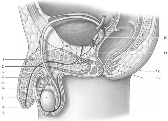 Figure 28-1 The Male Reproductive System Use Figure 28-1 to answer the following questions: -Identify the structure labeled 1 1.