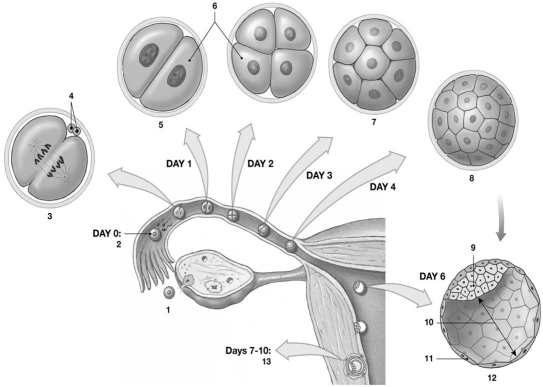 <strong> Figure 29-1 Early Human Development Use Figure 29-1 to answer the following questions: Identify the stage labeled 12.</strong> A)zygote B)early morula C)blastocyst D)trophoblast E)late morula