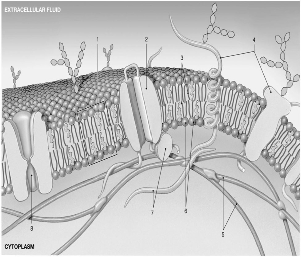 <strong> Figure 3-1 The Plasma membrane Use Figure 3-1 to answer the following questions. What part of the plasma membrane is hydrophobic?</strong> A) 2 B) 3 C) 4 D) 5 E) 6