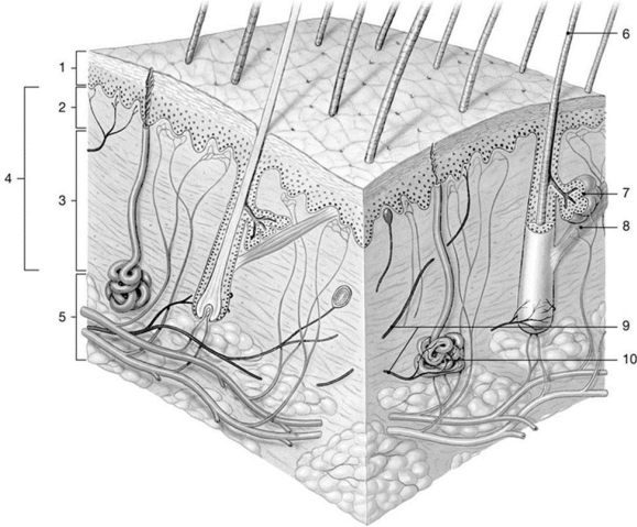 <strong>  Figure 5-1 The Components of the Integumentary System Use Figure 5-1 to answer the following questions: Adipose tissue is a major component of the region labeled</strong> A) 1. B) 2. C) 3. D) 4. E) 5. <div style=padding-top: 35px> 