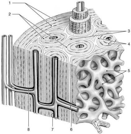 <strong> Figure 6-1 The Structure of Compact Bone Use Figure 6-1 to answer the following questions: The structure labeled 3 is the result of which process?</strong> A) bone cells adding matrix between existing osteons B) surface growth of bone C) remodeling of compact bone D) remodeling of spongy bone E) osteoporosis