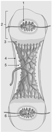 Figure 6-2 Endochondral Ossification Use Figure 6-2 to answer the following question(s): -What type of tissue occurs at #1?