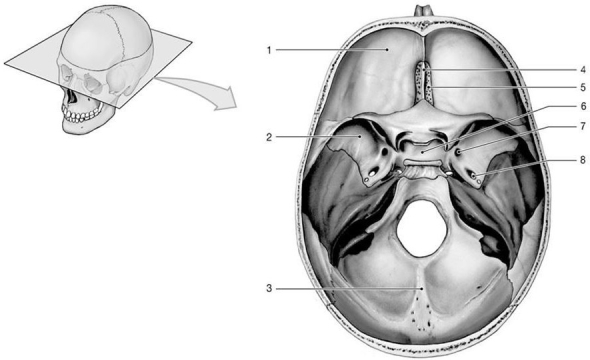 <strong>  Figure 7-1 Floor of the Cranial Cavity Use Figure 7-1 to answer the following questions: Identify the sphenoid bone.</strong> A) 1 B) 2 C) 3 D) 4 E) 5 <div style=padding-top: 35px> 