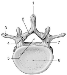 Figure 7-2 Typical Vertebra (inferior view) Use Figure 7-2 to answer the following questions: -Identify the structure labeled 7.