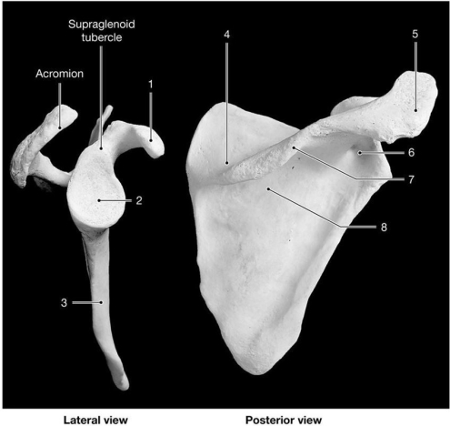 <strong> Figure 8-1 The Scapula Use Figure 8-1 to answer the following questions: Identify the structure labeled 7.</strong> A) acromion B) scapular process C) spine of scapula D) coracoid process E) scapular notch