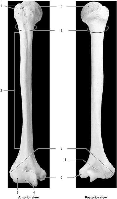 <strong> Figure 8-2 The Humerus Use Figure 8-2 to answer the following questions: Which structure is the lateral epicondyle?</strong> A) 7 B) 8 C) 9 D) 3 E) 4
