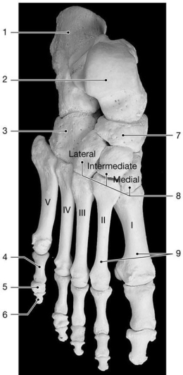 Figure 8-4 Bones of the Ankle and Foot Use Figure 8-4 to answer the following questions: -Identify the bone labeled 4.