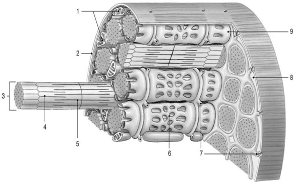 <strong> Figure 10-1 Skeletal Muscle Fiber Use Figure 10-1 to answer the following questions: Which structure contains the motor end plate?</strong> A) 1 B) 2 C) 3 D) 5 E) 8