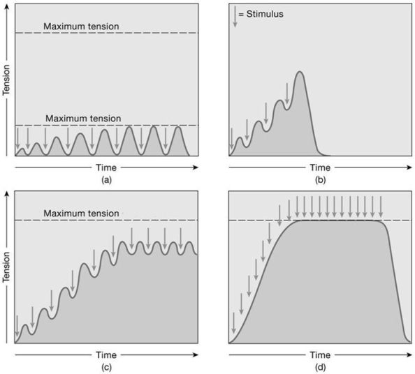 Figure 10-2 Muscle Contractions Use Figure 10-2 to answer the following questions: -To produce a contraction similar to the one in graph (b), the muscle