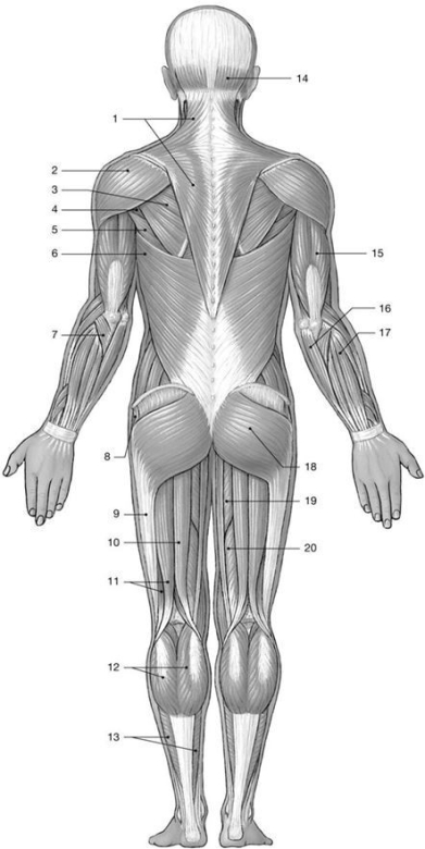 Figure 11-2 Major Posterior Skeletal Muscles Use Figure 11-2 to answer the following questions: -Identify the muscle labeled 1.
