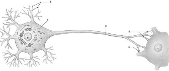 <strong> Figure 12-1 The Neuron Use Figure 12-1 to answer the following questions: Which type of membrane channels are found at label 3?</strong> A) voltage-gated Na+ channels B) voltage-gated K+ channels C) chemically-gated Na+ and K+ channels D) voltage-gated Ca2+ channels E) both voltage-gated Na+ channels and voltage-gated K+ channels