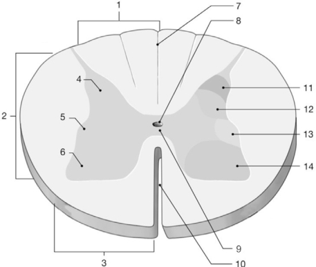 <strong> Figure 13-1 The Spinal Cord Use Figure 13-1 to answer the following questions: Ascending and descending tracts can be found in which area(s) of the spinal cord?</strong> A) 9 B) 8 C) 11, 12, 13, 14 D) 1, 2, 3 E) 4, 5, 6