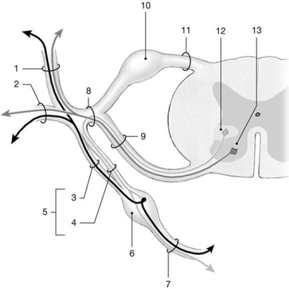 <strong> Figure 13-2 Spinal Nerves Use Figure 13-2 to answer the following questions: Which branch carries motor neurons to structures on the back of the body trunk?</strong> A) 1 B) 2 C) 5 D) 7 E) 11