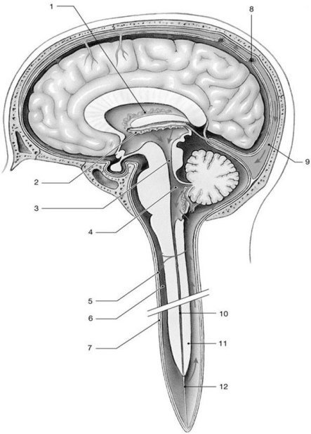 <strong> Figure 14-1 The Circulation of Cerebrospinal Fluid Use Figure 14-1 to answer the following questions: Identify the structure labeled 4.</strong> A) cerebral aqueduct B) lateral ventricle C) sagittal sinus D) 4th ventricle E) choroid plexus