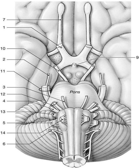Figure 14-2 Cranial Nerves Use Figure 14-2 to answer the following questions: -What is the function of the nerve labeled 5?