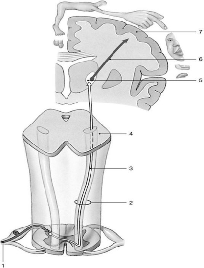 <strong> Figure 15-1 Spinothalamic Tracts Use Figure 15-1 to answer the following questions: Where in the spinal cord is the structure labeled 2 located?</strong> A) anterior gray horns B) dorsal root ganglion C) anterior white column D) anterior median fissure E) posterior white column